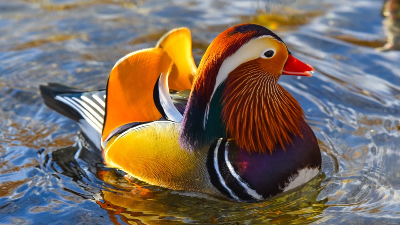 12 of the Most Beautiful Animals in the World - mandarin duck swim ss541215850