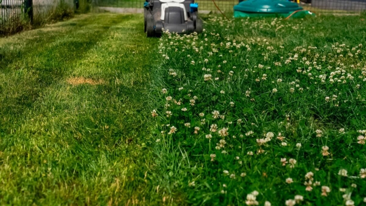 Forget Grass: 5 Reasons Micro Clover Lawns are the New Standard - mower in garden ss2480986199