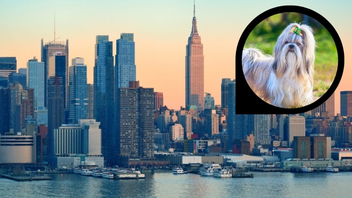 15 American Cities With the Cutest Dogs - new york city ss2465055995 dp61823397