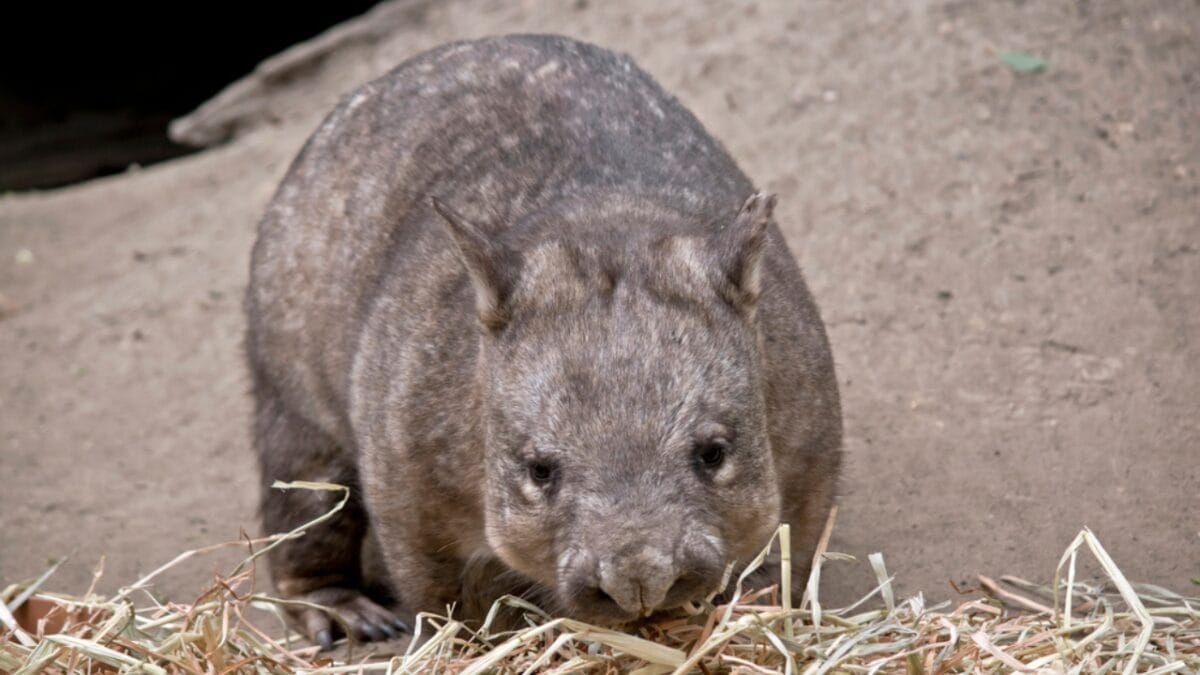 10 of the Rarest Animals on Earth - northern hairy nosed wombat dp210232608