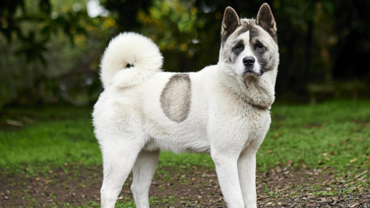 Meet the New Dog Breeds the AKC Has Recognized Since 2000 - norwegian buhund ss1769427431