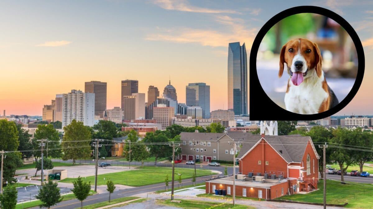 15 American Cities With the Cutest Dogs - oklahoma city ss1709412925 dp281230554