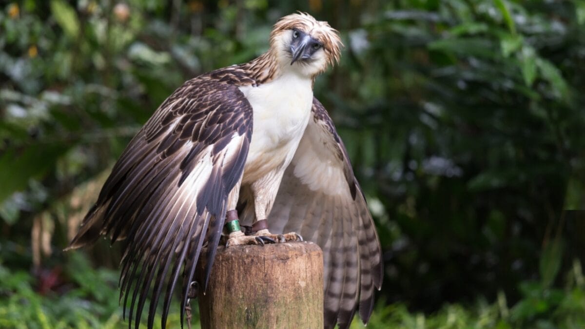 10 of the Rarest Animals on Earth - philippine eagle ss183774455