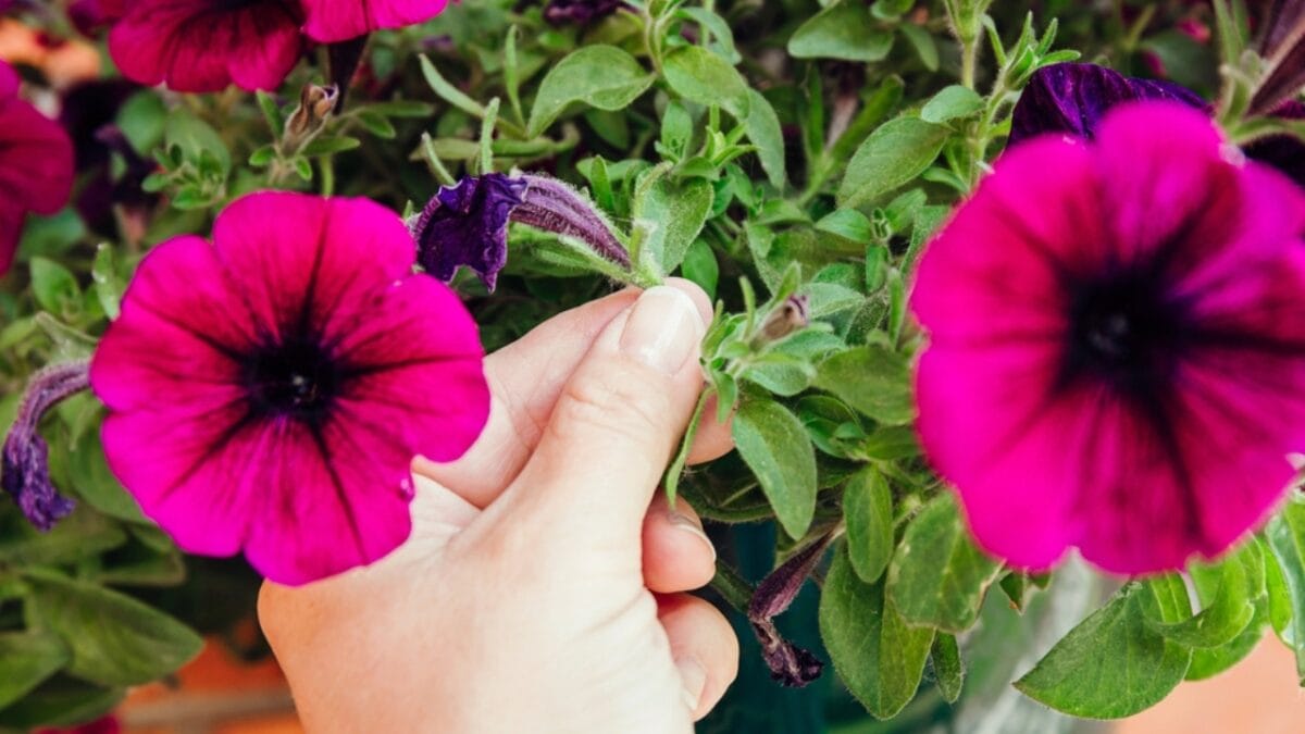 This Simple Deadheading Tweak Transforms Your Garden Flowers into the Biggest, Brightest Blooms - pinching pink flower ss2172339075