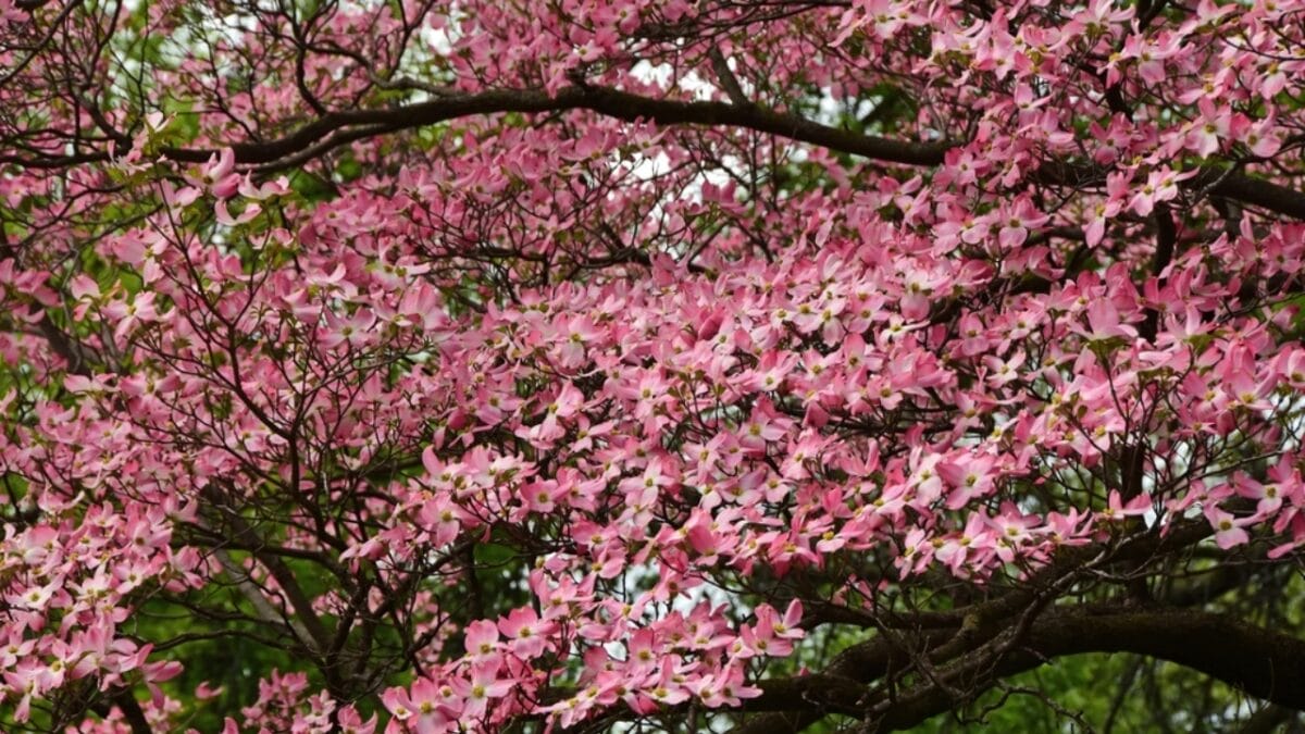 15 Pink Flowering Trees to Add a Splash of Color to Your Garden - pink dogwood ss2294804671