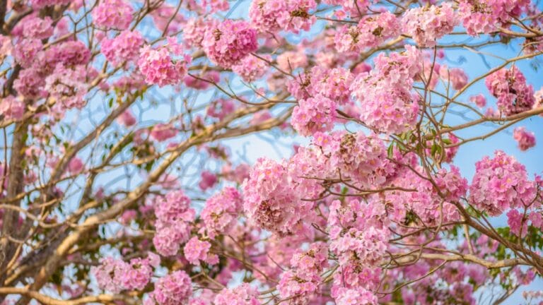 15 Pink Flowering Trees to Add a Splash of Color to Your Garden