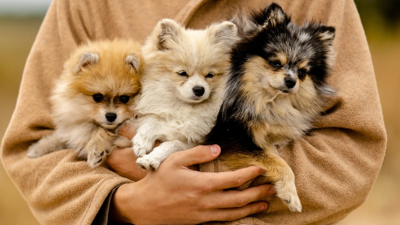 10 Things You Need to Know Before Getting a Pomeranian - pomeranian ss2376586375