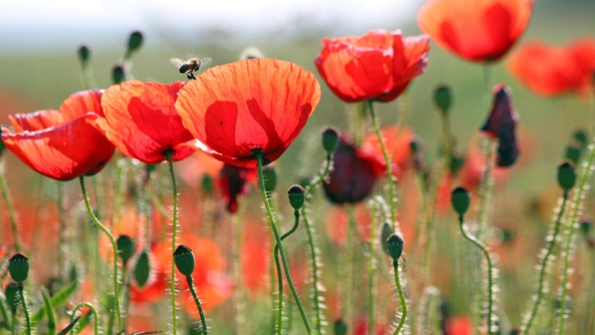 Bee-Friendly Blooms: 12 Flowers That Attract Bees All Season Long - poppies with bee dp98969380