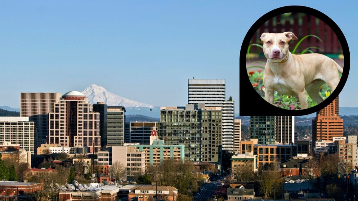 15 American Cities With the Cutest Dogs - portland oregon dp223993311811656