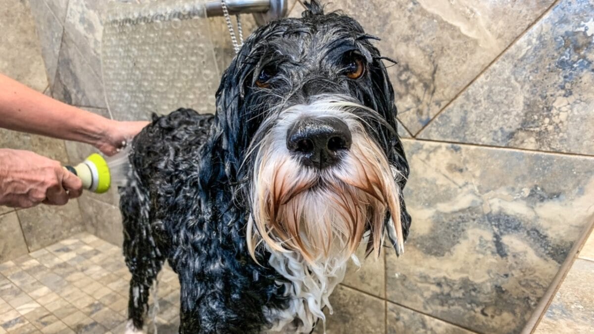 10 Things That Make Portuguese Water Dogs So Easy to Love - portuguese dog groom ss2094589141