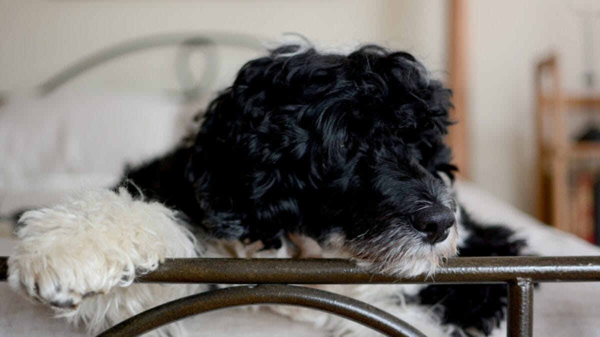 10 Things That Make Portuguese Water Dogs So Easy to Love - portuguese dog loyal ss508221952