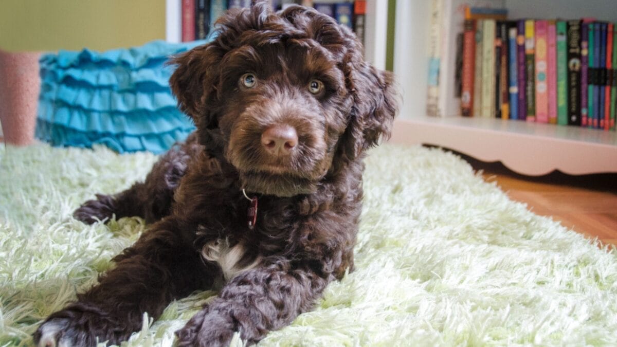 10 Things That Make Portuguese Water Dogs So Easy to Love - portuguese water dog coat ss1098145592