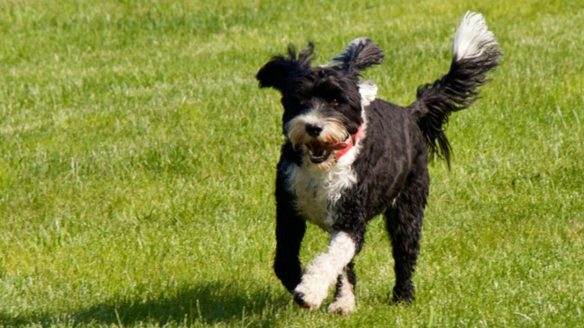 10 Things That Make Portuguese Water Dogs So Easy to Love - portuguese water dog running ss1430689478