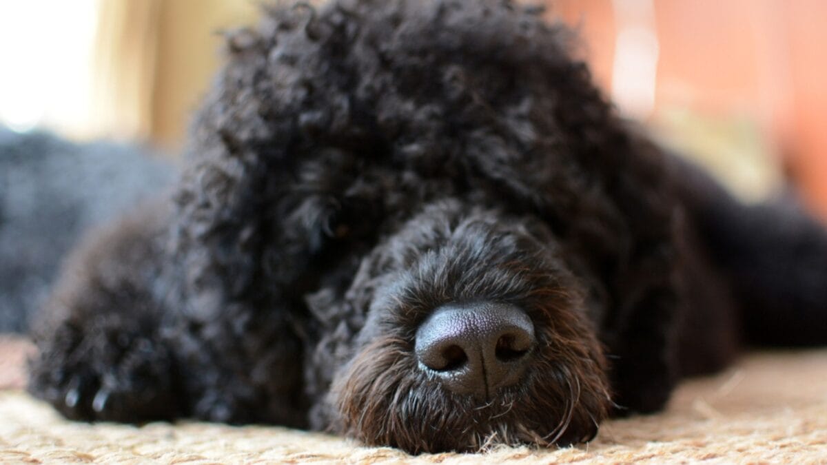 10 Things That Make Portuguese Water Dogs So Easy to Love - portuguese water dog sad ss388936867