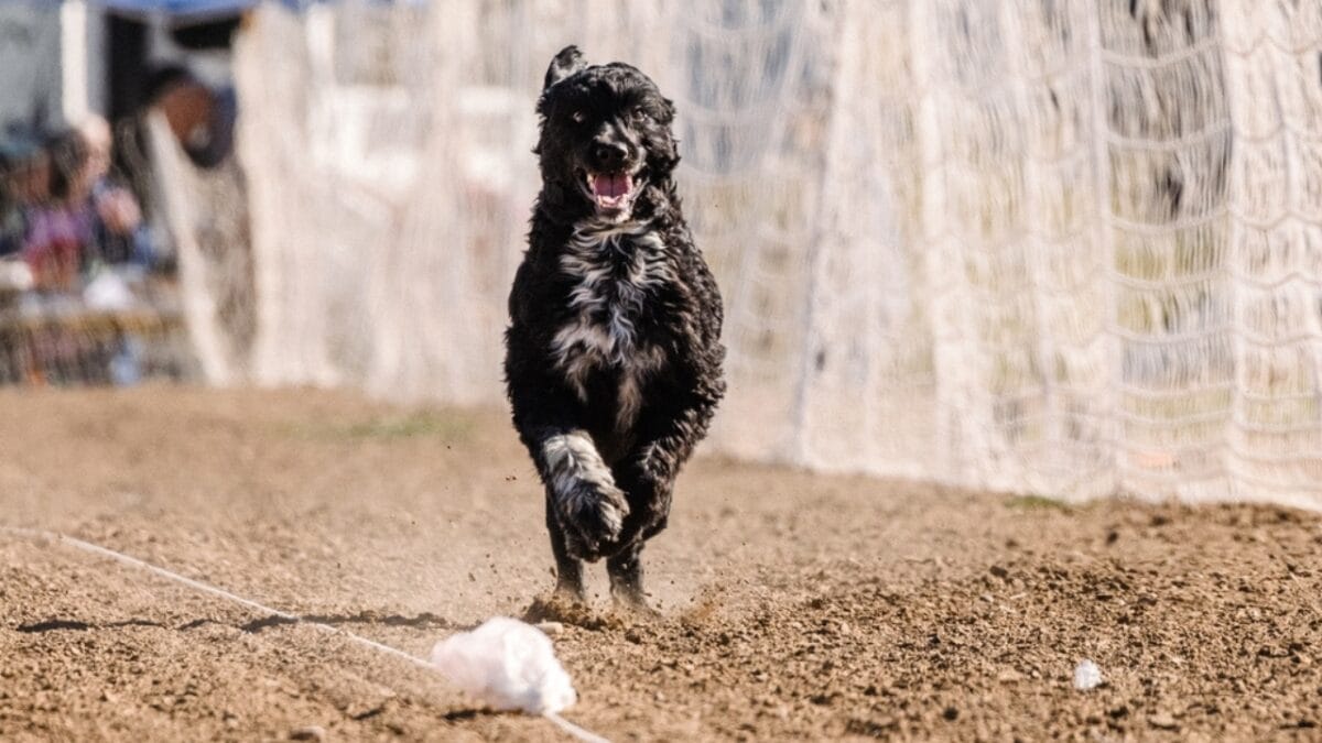 10 Things That Make Portuguese Water Dogs So Easy to Love - portuguese water dog training ss2391700541