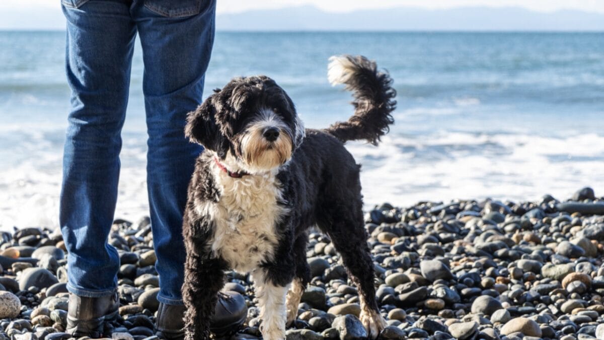 10 Things That Make Portuguese Water Dogs So Easy to Love - portuguese water dog with owner ss1914246889