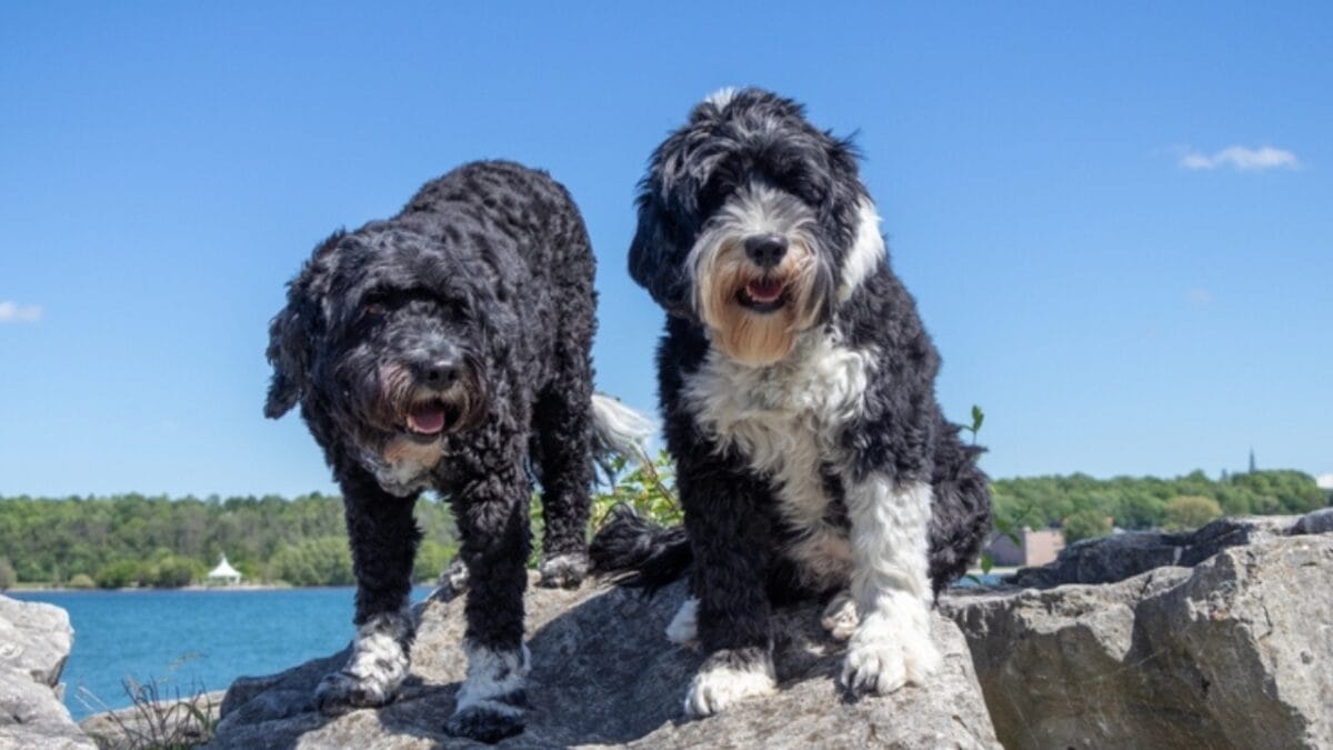 10 Things That Make Portuguese Water Dogs So Easy to Love - portuguese with other 2195504749