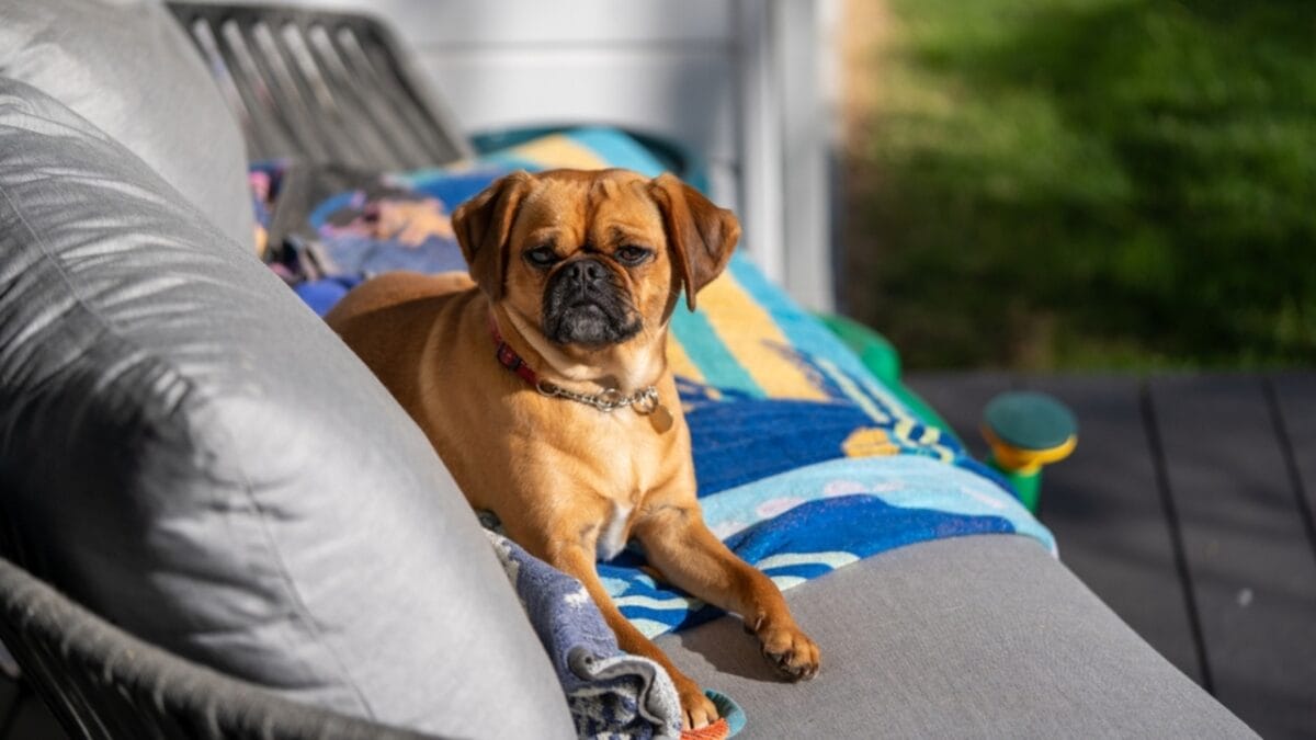 5 DIY Backyard Ideas to Create the Ultimate Dog-Friendly Space - pug sitting ss2346034551