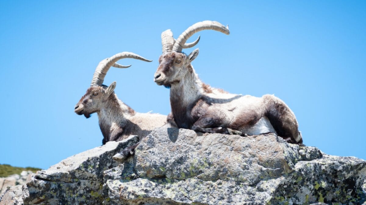 The Lazarus Effect: Could These 15 Extinct Creatures Walk the Earth Again? - pyrenean ibex dp158872272