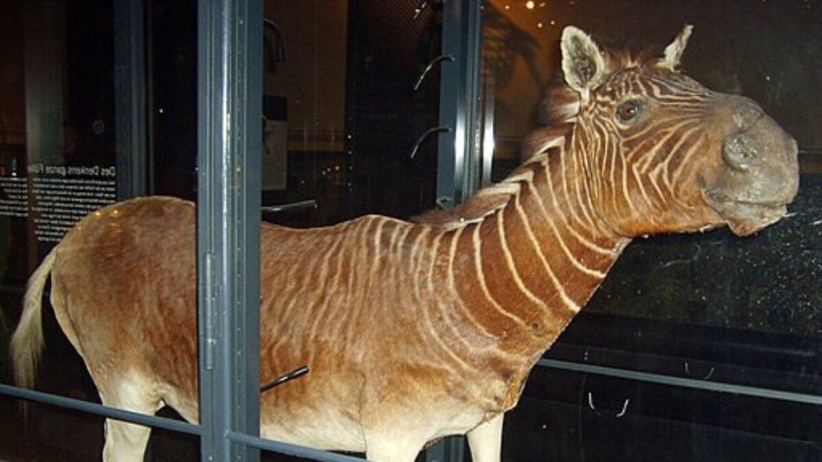 The Lazarus Effect: Could These 15 Extinct Creatures Walk the Earth Again? - quagga zebra wc