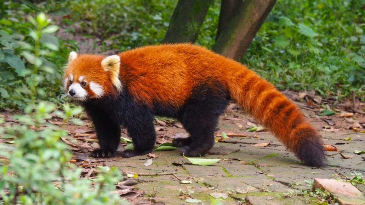 12 of the Most Beautiful Animals in the World - red panda ss1753123481
