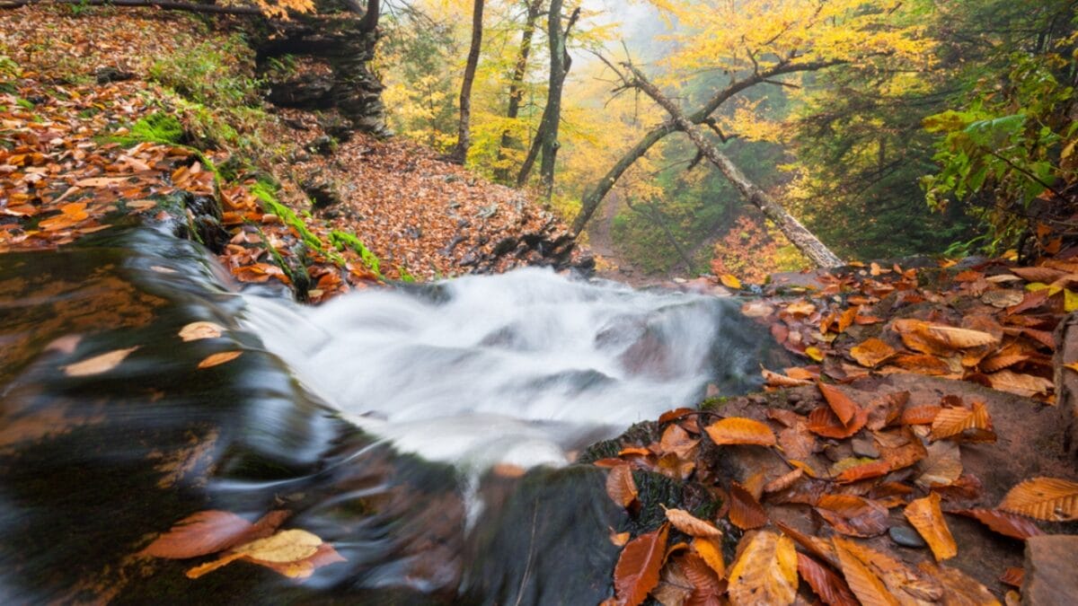 35 Dog Walking Trails That Prove USA Is a Dog's Paradise - ricketts glen state park waterfall trail pennsylvania ss161420066