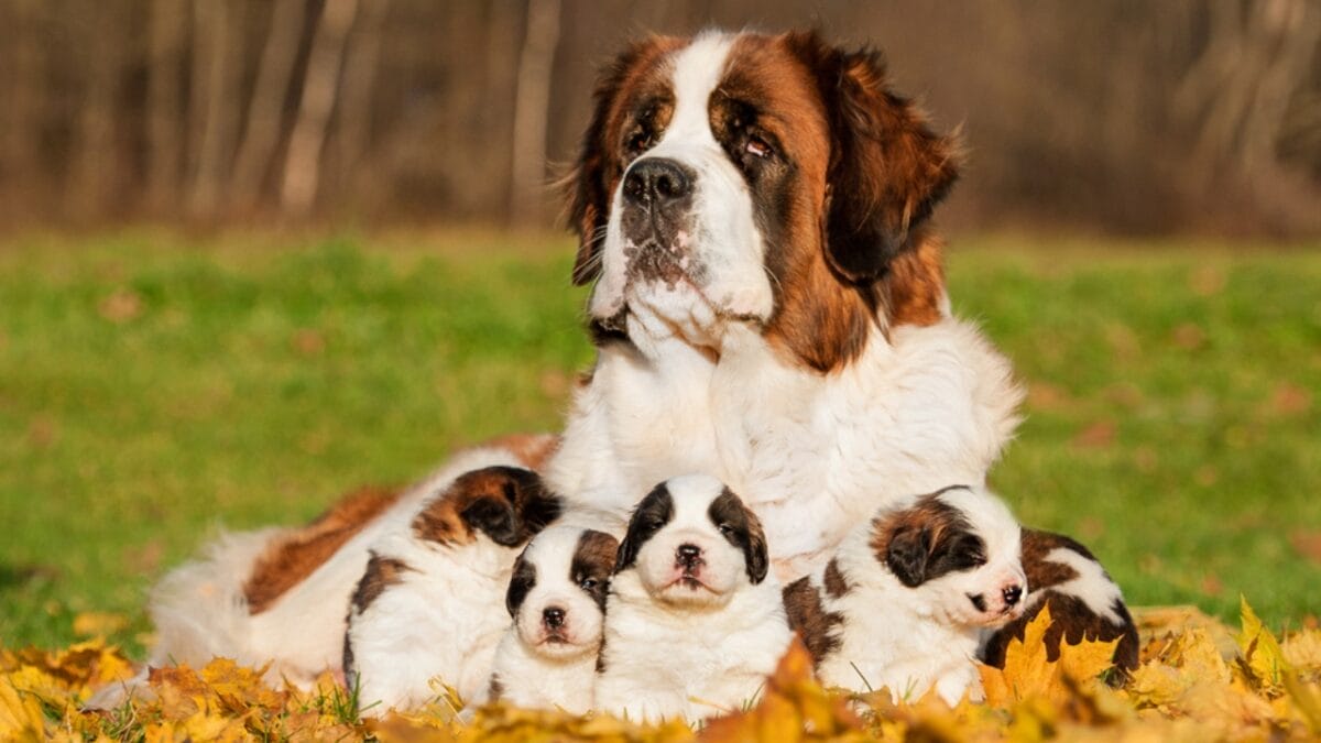 20 Adorable Dog Breeds Famous for Their Snoring - saint bernard ss161495657