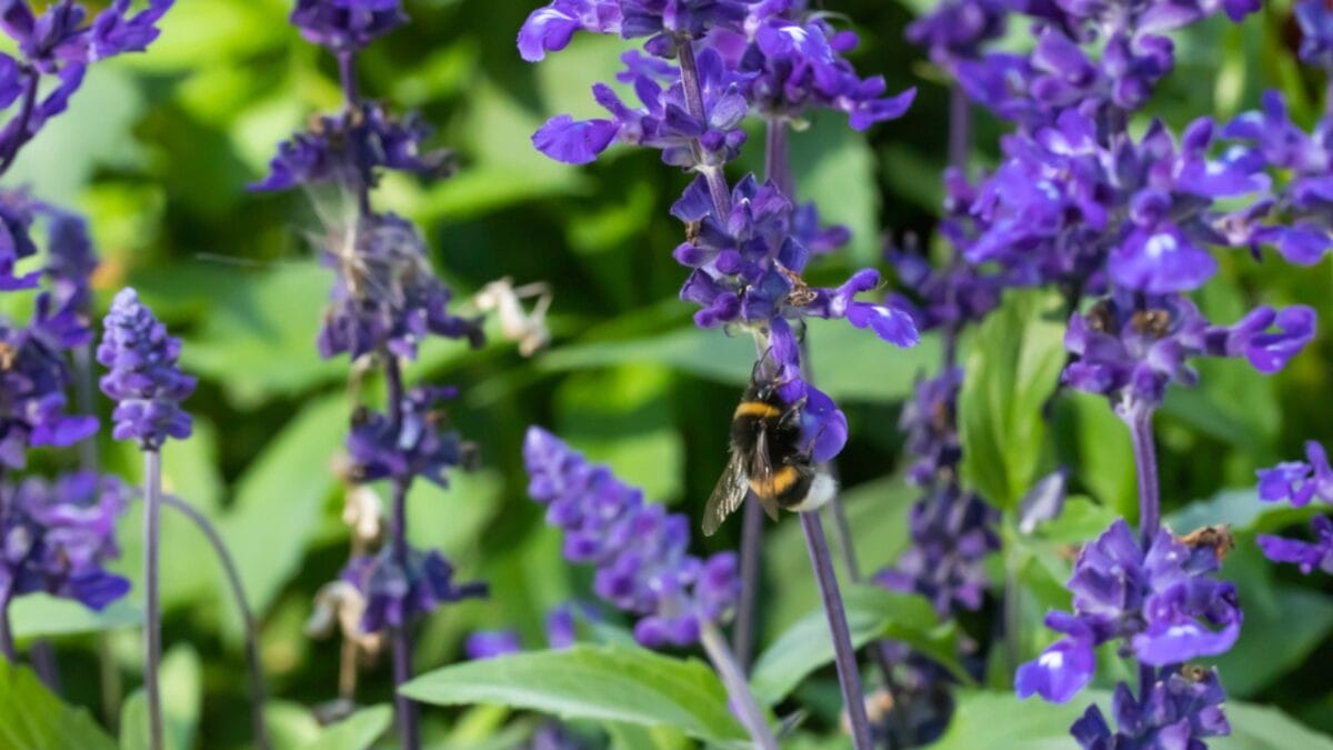 Bee-Friendly Blooms: 12 Flowers That Attract Bees All Season Long - salvia wtih bee dp299127956