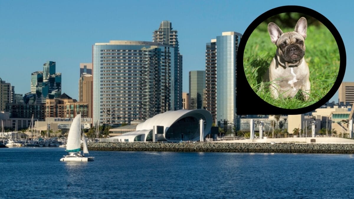 15 American Cities With the Cutest Dogs - san diego california ss2266218267 dp7496665