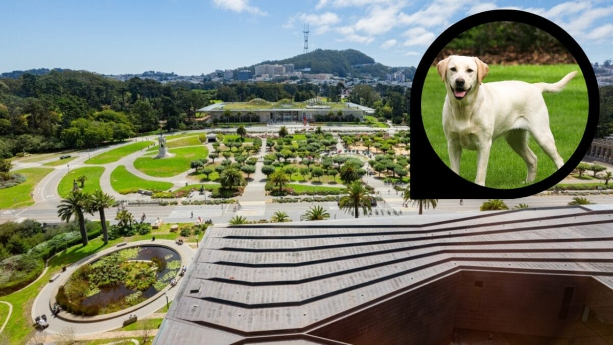 15 American Cities With the Cutest Dogs - san francisco california ss2354445067 dp8405161