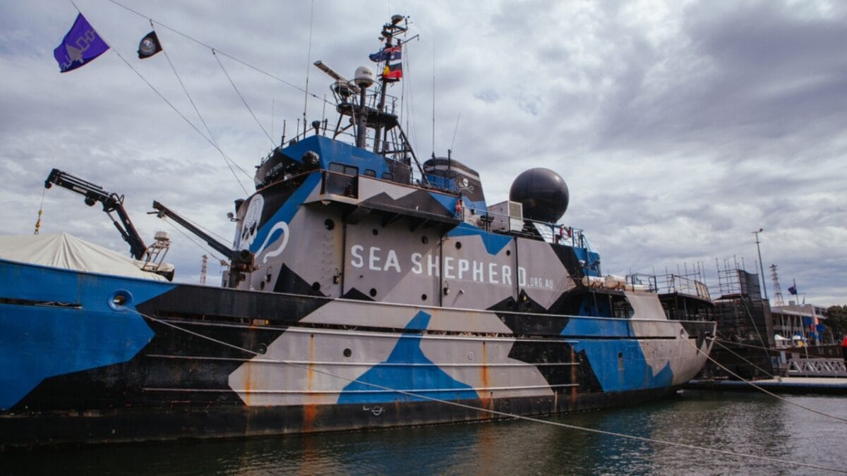 Only 10 Remaining: World's Smallest Porpoise Teeters on the Brink of Extinction - sea shepherd ss1709446873