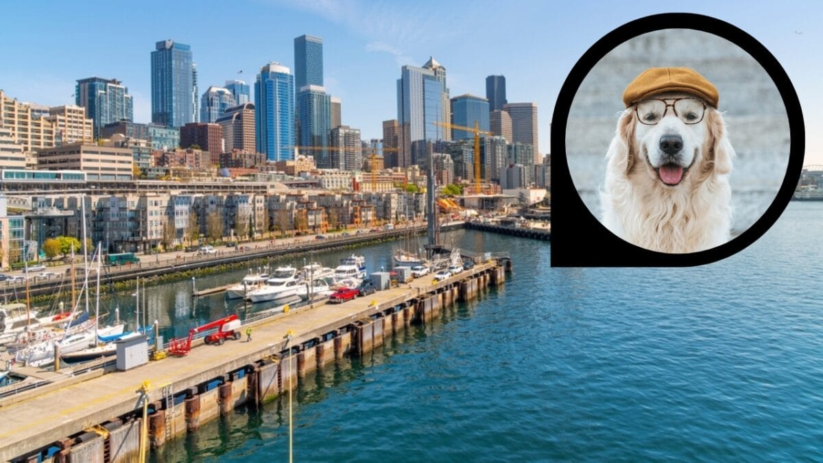 15 American Cities With the Cutest Dogs - seattle washington ss2310979789 dp220243354