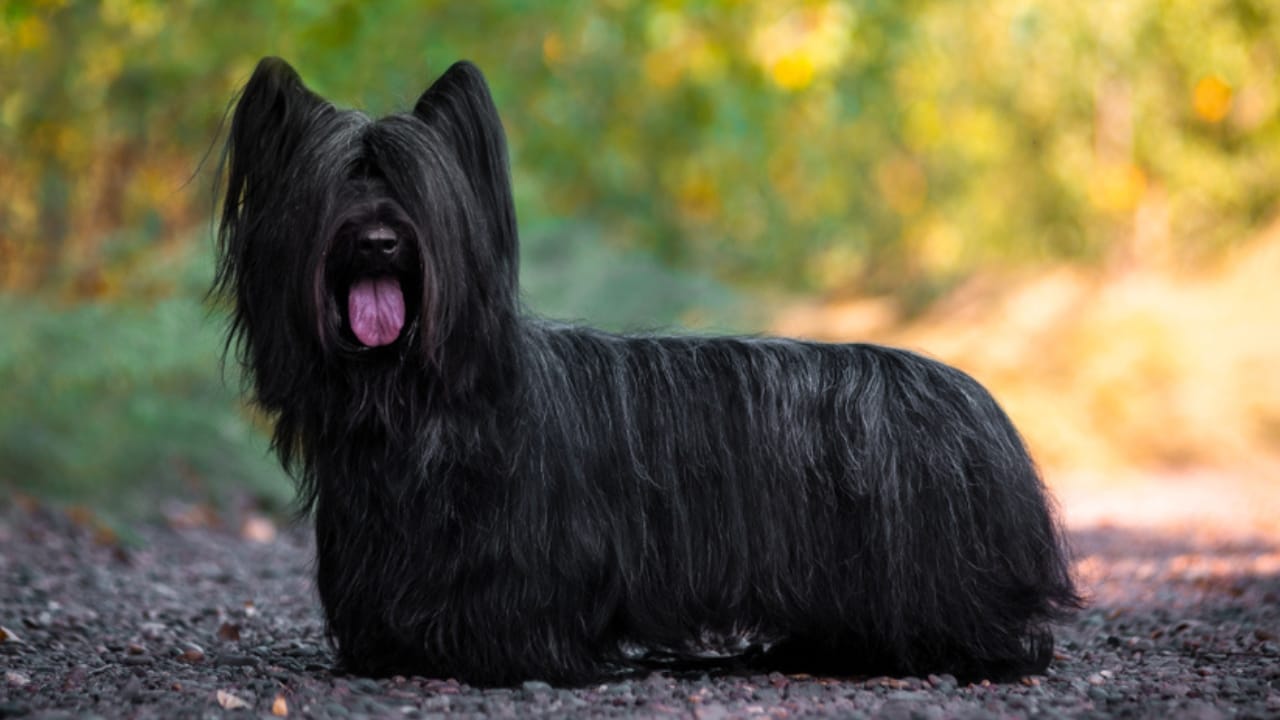 9 Skye Terrier Traits to Help You Choose the Right Dog - skye terrier dog black standing rocks ss1500600518