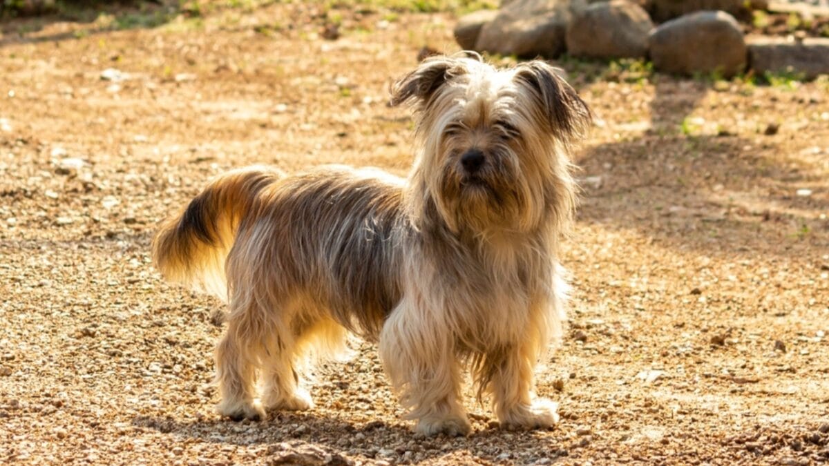 9 Skye Terrier Traits to Help You Choose the Right Dog - skye terrier dog standing sand ss2119755458