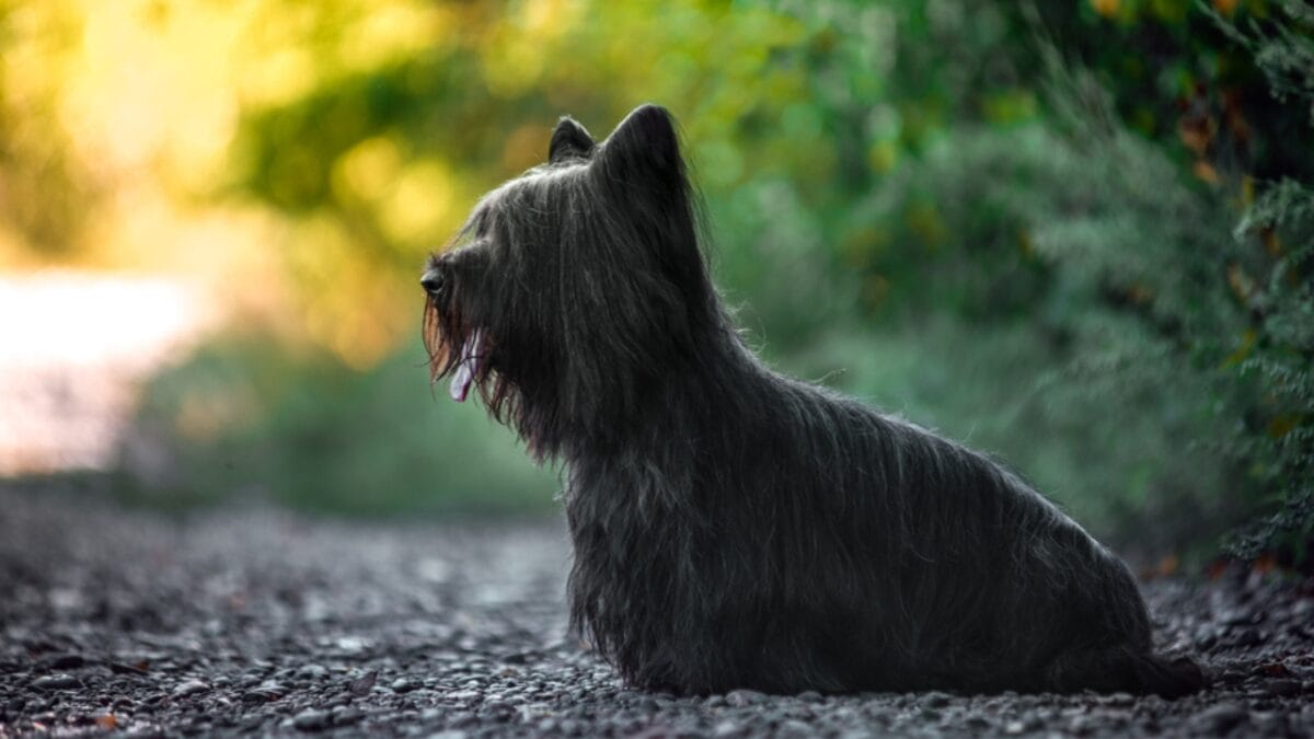 9 Skye Terrier Traits to Help You Choose the Right Dog - skye terrier dog standing side ss1500600521