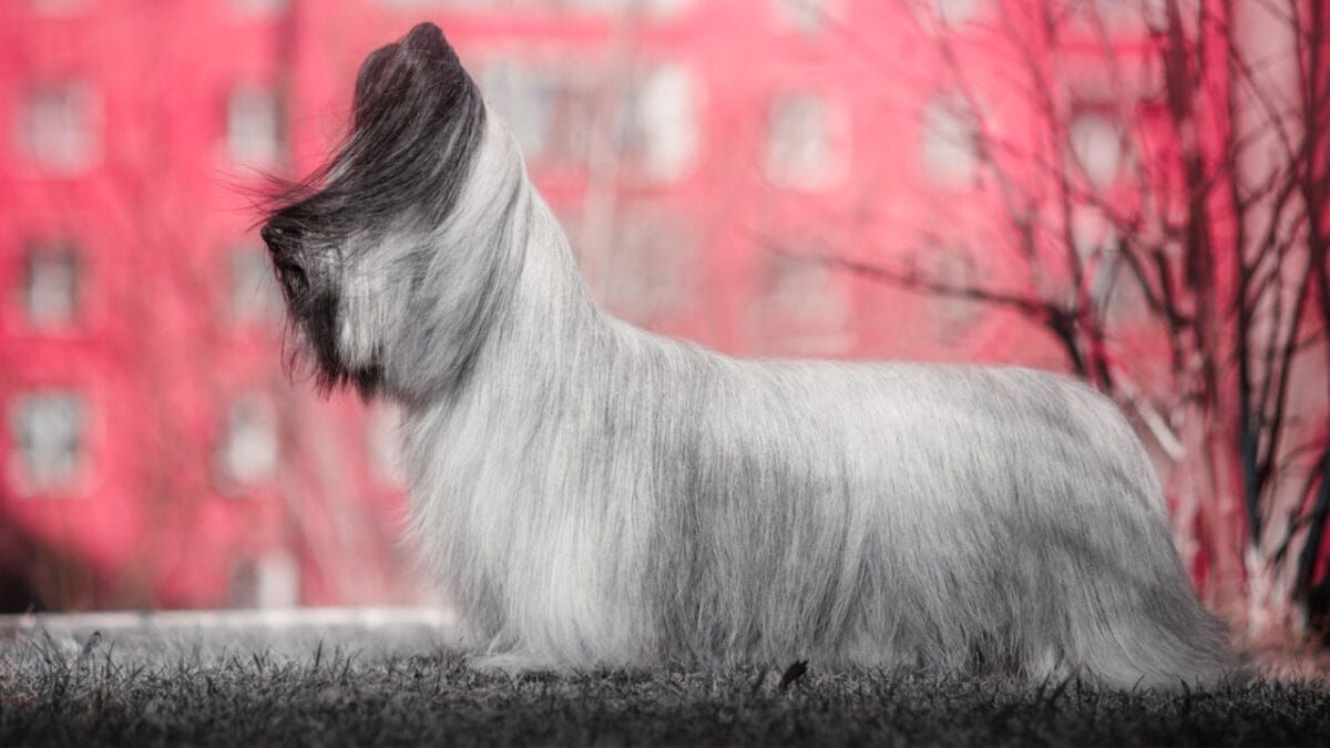 9 Skye Terrier Traits to Help You Choose the Right Dog - skye terrier dog standing white building ss1708975057