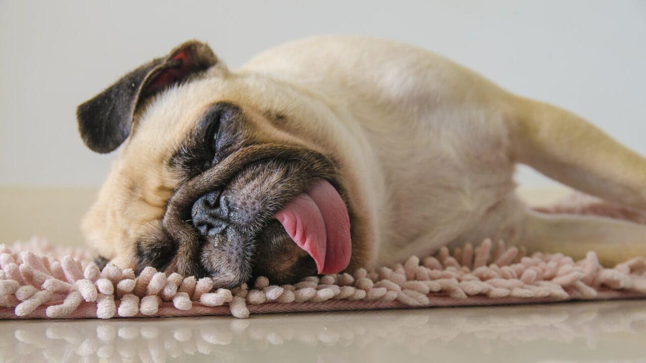 20 Adorable Dog Breeds Famous for Their Snoring - sleeping pug ss347821388