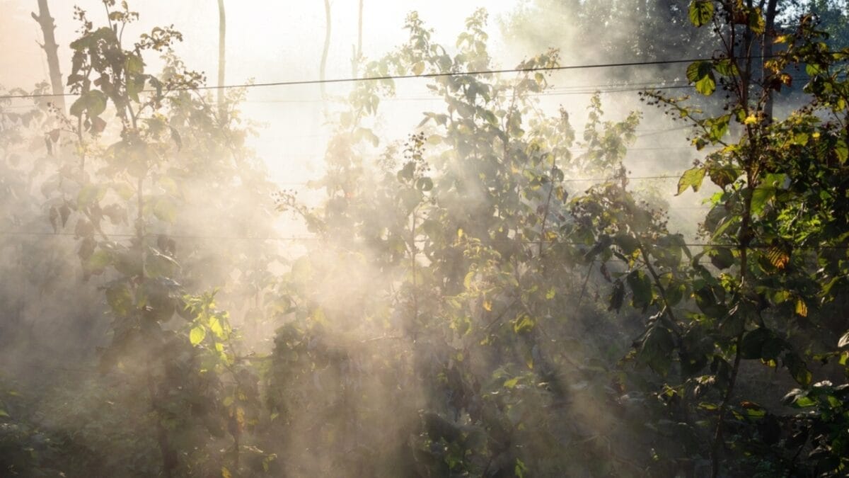 18 Brilliant Ways to Banish Groundhogs from Your Garden - smoke from burning plants2054965109