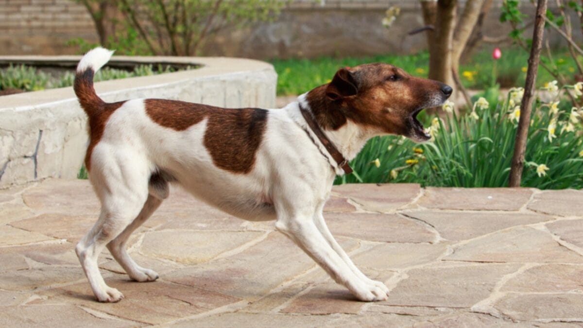 10 Energetic Traits That Make the Smooth Fox Terrier Stand Out - smooth fox terrier nuisance ss1767111815