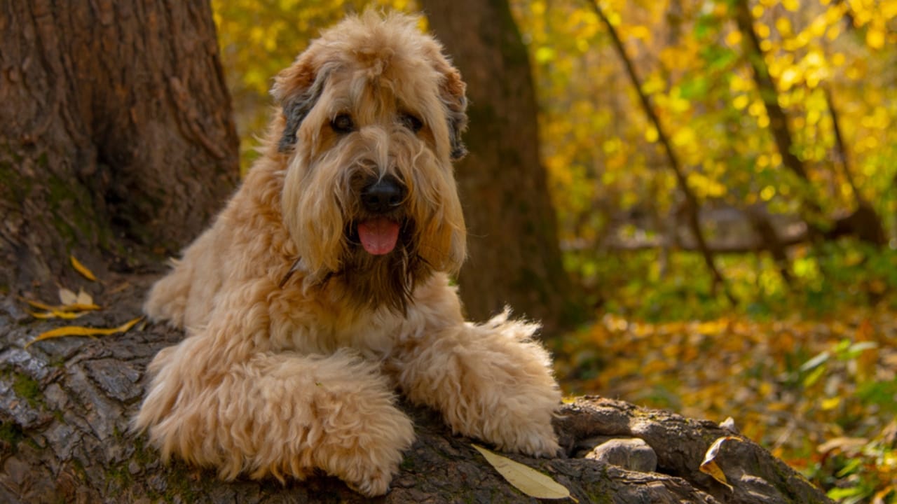 Soft-Coated Wheaten Terriers: What to Expect Before Bringing One Home - soft wheaten terrier dog on tree branch ss1525019573 1