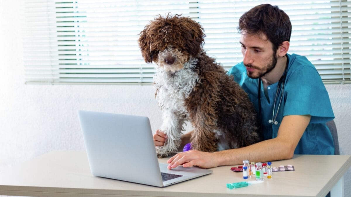 10 Things You Should Know Before Getting a Spanish Water Dog - spanish water dog in vet ss1576008184
