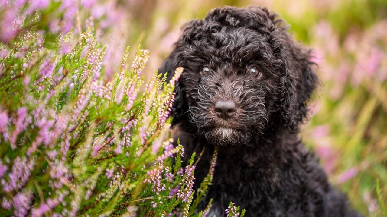 10 Things You Should Know Before Getting a Spanish Water Dog - spanish water dog ss2040071423
