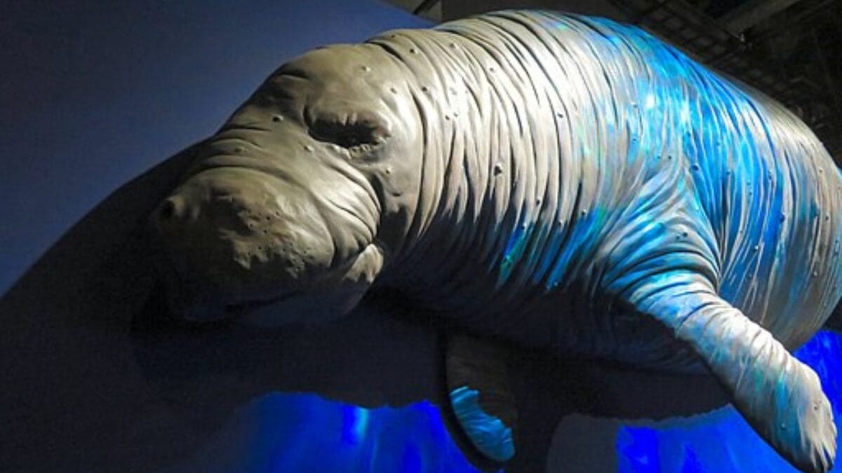 The Lazarus Effect: Could These 15 Extinct Creatures Walk the Earth Again? - steller sea cow wc