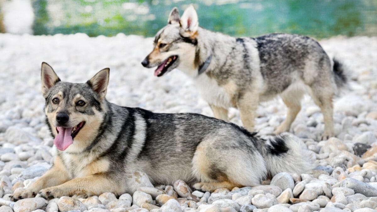 The Watchdog You Never Expected: 10 Swedish Vallhund Traits That Set It Apart - swedish vallhund alert ss2323676123