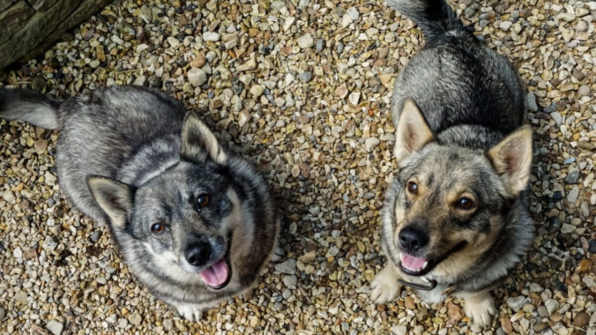 The Watchdog You Never Expected: 10 Swedish Vallhund Traits That Set It Apart - swedish vallhund barking ss1726241911