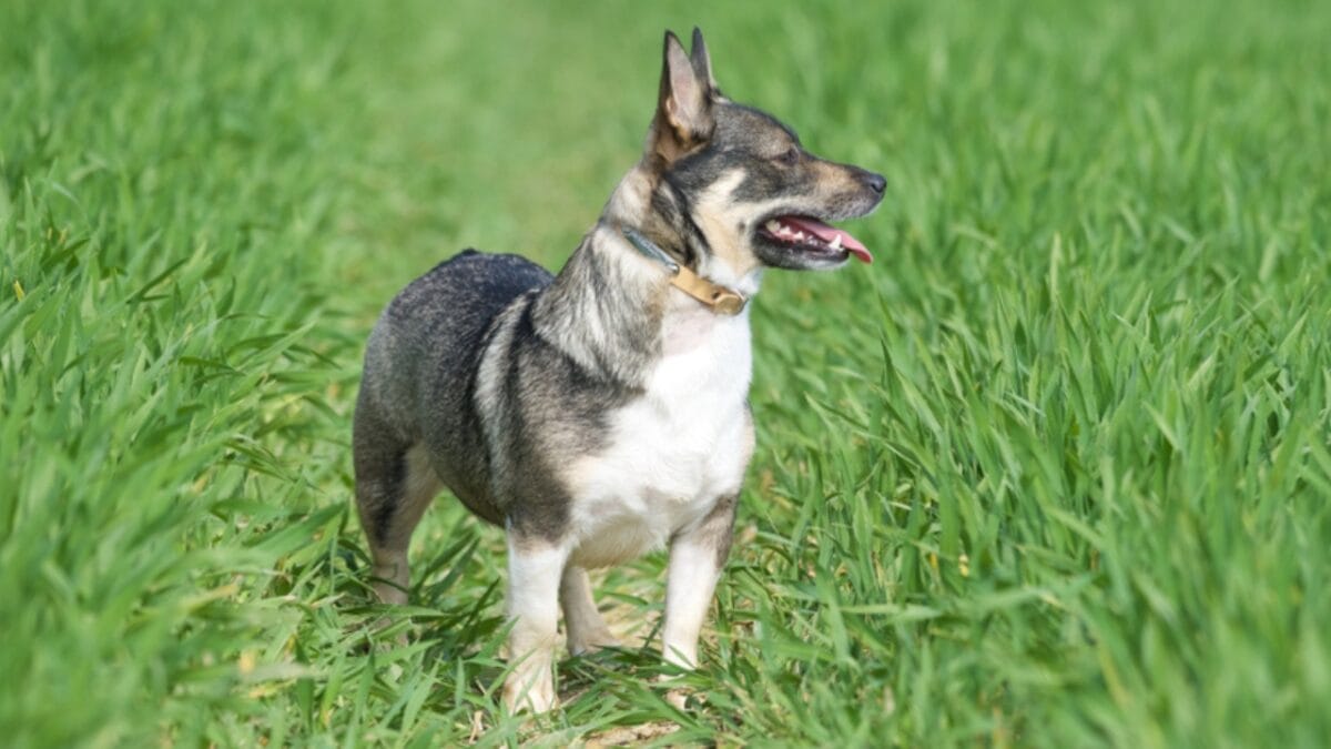 The Watchdog You Never Expected: 10 Swedish Vallhund Traits That Set It Apart - swedish vallhund herding ss1418745833