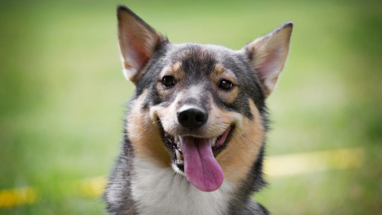 The Watchdog You Never Expected: 10 Swedish Vallhund Traits That Set It Apart - swedish vallhund playful ss1475269667
