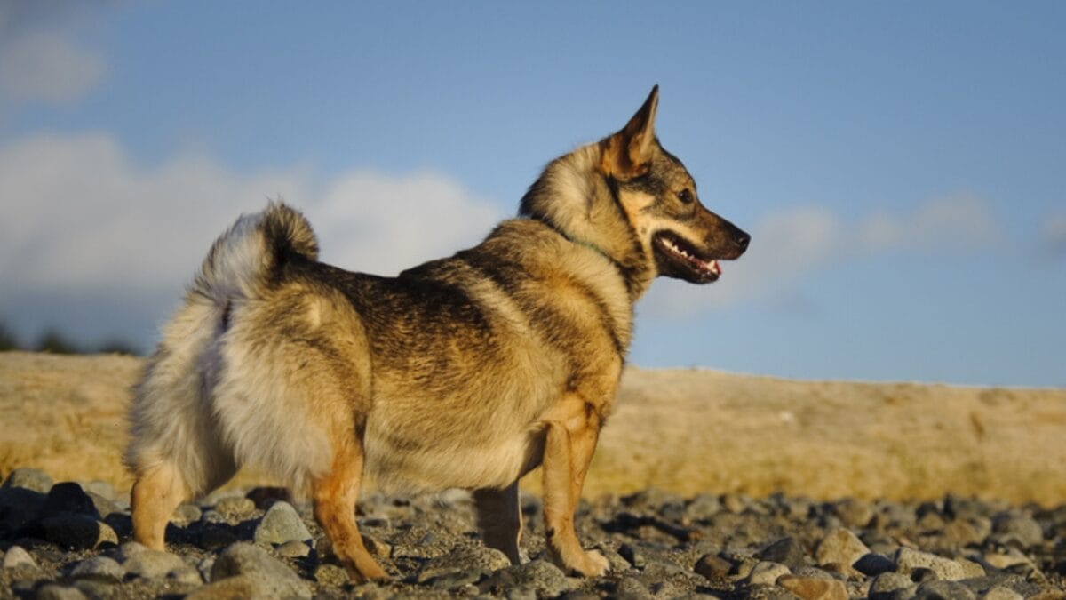 Meet 20 Adorable Dog Breeds with Pointy Ears & Unique Personalities - swedish vallhund ss357198935