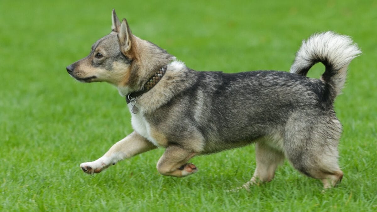 The Watchdog You Never Expected: 10 Swedish Vallhund Traits That Set It Apart - swedish vallhund training ss1214806060