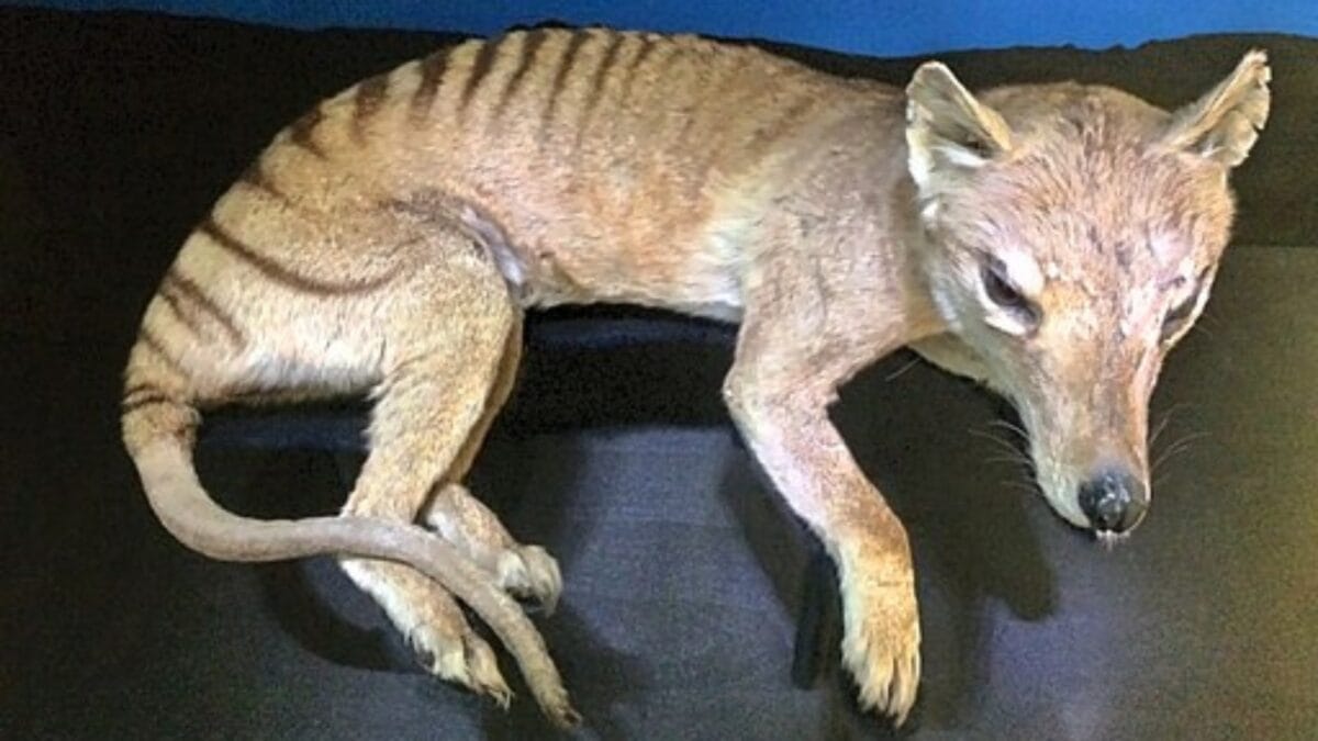 The Lazarus Effect: Could These 15 Extinct Creatures Walk the Earth Again? - tasmanian tiger wc